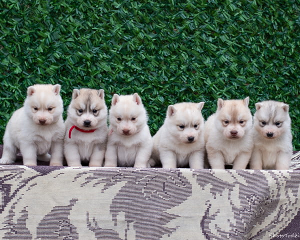 Сибирско хъски кученца Siberian Husky, Vaccinated - Yes, Dewormed - Yes - city of Izvun Bulgaria | Dogs - снимка 2