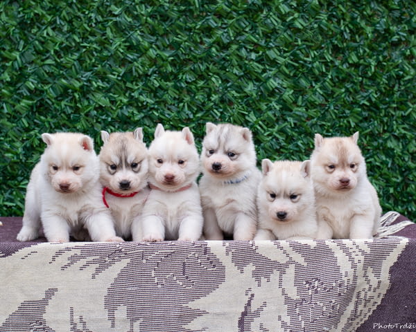 Сибирско хъски кученца Siberian Husky, Vaccinated - Yes, Dewormed - Yes - city of Izvun Bulgaria | Dogs - снимка 3