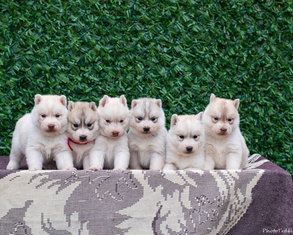 Сибирско хъски кученца Siberian Husky, Vaccinated - Yes, Dewormed - Yes - city of Izvun Bulgaria | Dogs - снимка 4