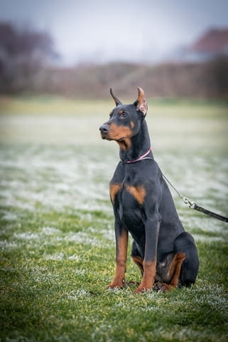 Доберман пупиес Doberman, 6 Months - city of Izvun Bulgaria | Dogs - снимка 1