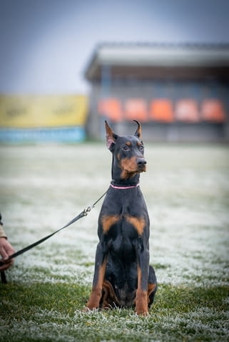 Доберман пупиес Doberman, 6 Months - city of Izvun Bulgaria | Dogs - снимка 2