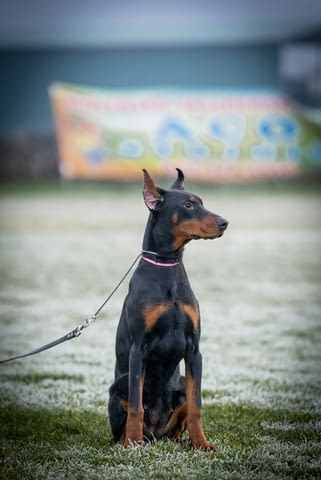 Доберман пупиес Doberman, 6 Months - city of Izvun Bulgaria | Dogs - снимка 3
