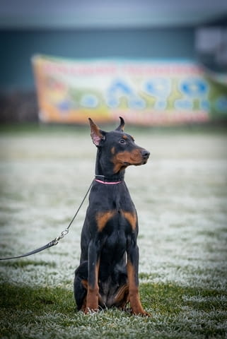 Доберман пупиес Doberman, 6 Months - city of Izvun Bulgaria | Dogs - снимка 4