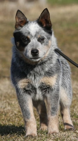 Австралийски кетъл дог кученца Australian Ketaldog, Vaccinated - Yes, Dewormed - Yes - city of Izvun Bulgaria | Dogs - снимка 2