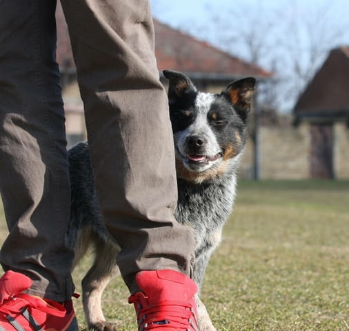 Австралийски кетъл дог кученца Australian Ketaldog, Vaccinated - Yes, Dewormed - Yes - city of Izvun Bulgaria | Dogs - снимка 4