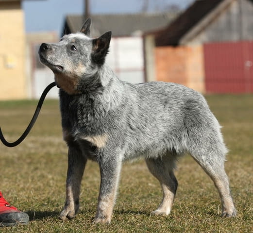 Австралийски кетъл дог кученца Australian Ketaldog, Vaccinated - Yes, Dewormed - Yes - city of Izvun Bulgaria | Dogs - снимка 6