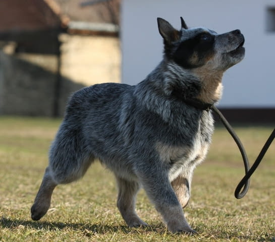 Австралийски кетъл дог кученца Australian Ketaldog, Vaccinated - Yes, Dewormed - Yes - city of Izvun Bulgaria | Dogs - снимка 7