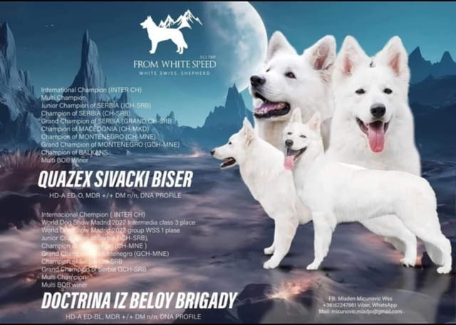 Бяла швейцарска овчарка кученца White Swiss Shepherd, Vaccinated - Yes, Dewormed - Yes - city of Izvun Bulgaria | Dogs - снимка 1