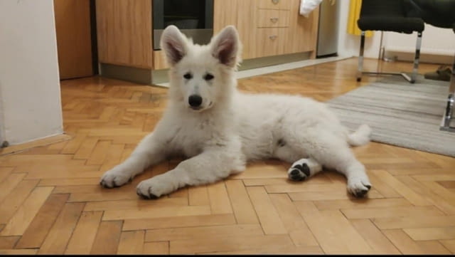 Бяла швейцарска овчарка кученца White Swiss Shepherd, Vaccinated - Yes, Dewormed - Yes - city of Izvun Bulgaria | Dogs - снимка 2
