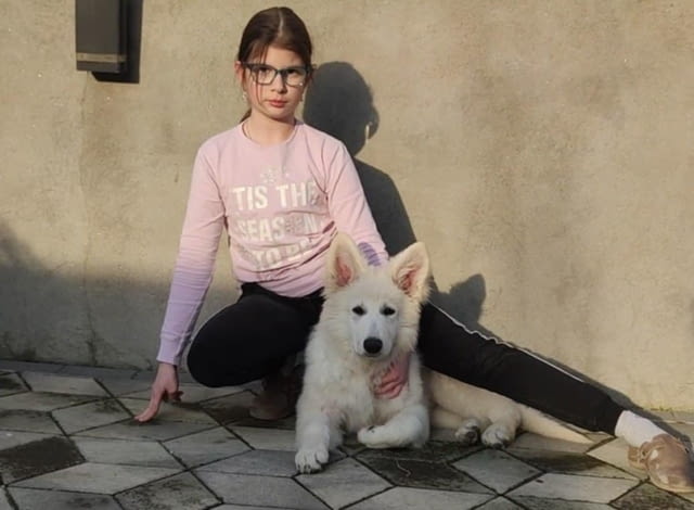 Бяла швейцарска овчарка кученца White Swiss Shepherd, Vaccinated - Yes, Dewormed - Yes - city of Izvun Bulgaria | Dogs - снимка 3