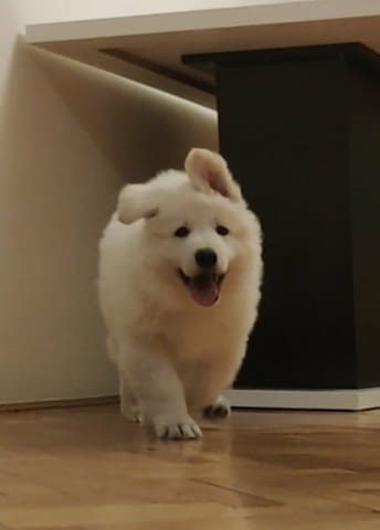 Бяла швейцарска овчарка кученца White Swiss Shepherd, Vaccinated - Yes, Dewormed - Yes - city of Izvun Bulgaria | Dogs - снимка 4