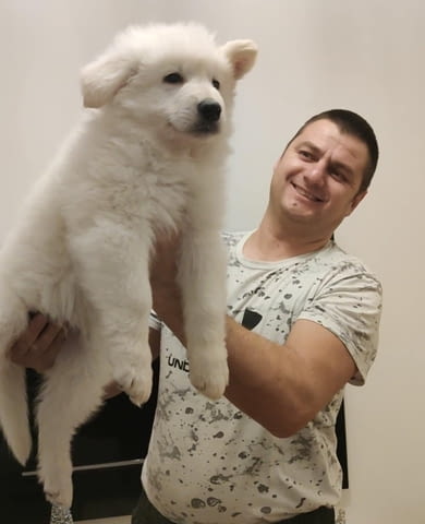 Бяла швейцарска овчарка кученца White Swiss Shepherd, Vaccinated - Yes, Dewormed - Yes - city of Izvun Bulgaria | Dogs - снимка 6