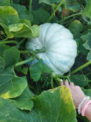 Животновъдно стопанство/овчарник-ферма/ в община Хасково, city of Haskovo - снимка 8