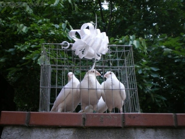 Бели гълъби за вашата сватба и бал! - city of Pernik | Weddings - снимка 2