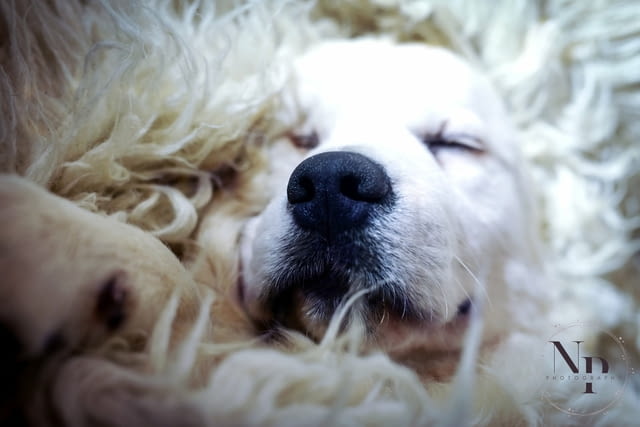 Златни ретривър кученца и млади кучета за продажба, city of Izvun Bulgaria - снимка 3