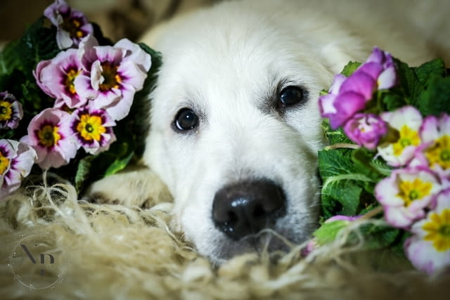 Златни ретривър кученца и млади кучета за продажба, city of Izvun Bulgaria - снимка 5