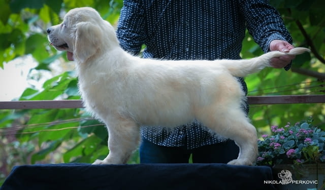 Златни ретривър кученца и млади кучета за продажба, city of Izvun Bulgaria - снимка 6