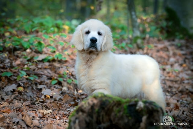 Златни ретривър кученца и млади кучета за продажба, city of Izvun Bulgaria - снимка 7