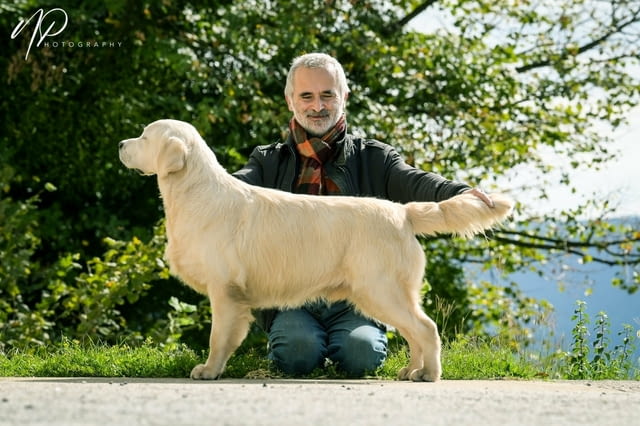 Златни ретривър кученца и млади кучета за продажба, city of Izvun Bulgaria - снимка 8