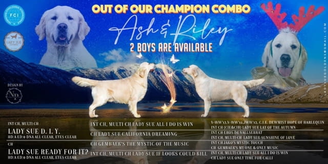 Златни ретривър кученца и млади кучета за продажба, city of Izvun Bulgaria - снимка 9