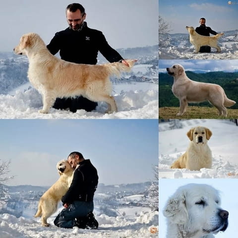 Златни ретривър кученца и млади кучета за продажба, city of Izvun Bulgaria - снимка 10