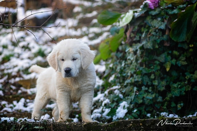 Златни ретривър кученца и млади кучета за продажба, city of Izvun Bulgaria - снимка 11