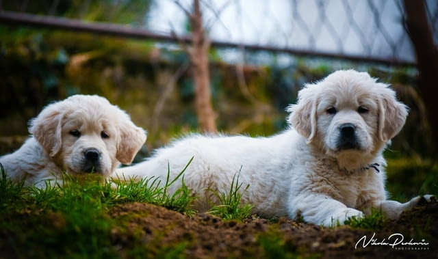 Златни ретривър кученца и млади кучета за продажба, city of Izvun Bulgaria - снимка 12