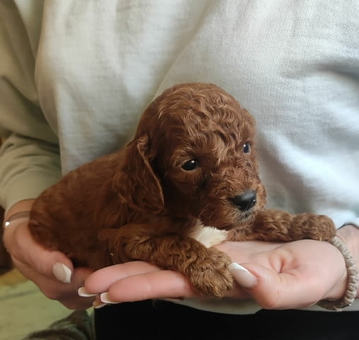 Poodle Puppies Mini Poodle, 2 Months, Vaccinated - Yes - city of Varna | Dogs - снимка 1