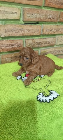 Poodle Puppies Mini Poodle, 2 Months, Vaccinated - Yes - city of Varna | Dogs - снимка 2