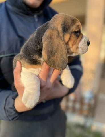 Женско Бигъл кученце Beagle, Vaccinated - Yes, Dewormed - Yes - city of Izvun Bulgaria | Dogs - снимка 2