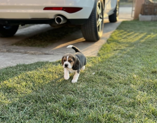 Женско Бигъл кученце Beagle, Vaccinated - Yes, Dewormed - Yes - city of Izvun Bulgaria | Dogs - снимка 3