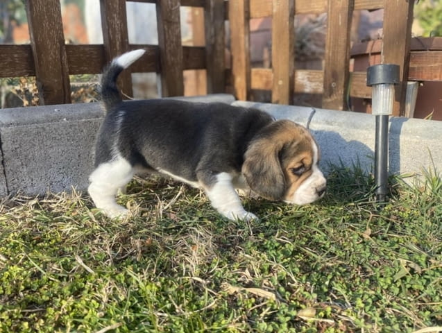 Женско Бигъл кученце Beagle, Vaccinated - Yes, Dewormed - Yes - city of Izvun Bulgaria | Dogs - снимка 4