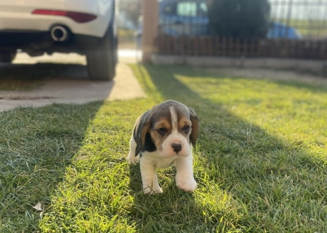 Женско Бигъл кученце Beagle, Vaccinated - Yes, Dewormed - Yes - city of Izvun Bulgaria | Dogs - снимка 5