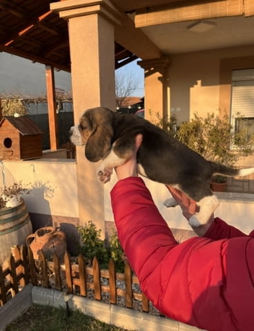 Женско Бигъл кученце Beagle, Vaccinated - Yes, Dewormed - Yes - city of Izvun Bulgaria | Dogs - снимка 6