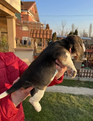 Женско Бигъл кученце Beagle, Vaccinated - Yes, Dewormed - Yes - city of Izvun Bulgaria | Dogs - снимка 7
