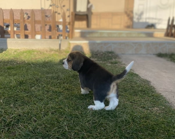 Женско Бигъл кученце Beagle, Vaccinated - Yes, Dewormed - Yes - city of Izvun Bulgaria | Dogs - снимка 8