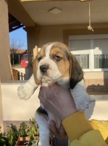 Женско Бигъл кученце Beagle, Vaccinated - Yes, Dewormed - Yes - city of Izvun Bulgaria | Dogs - снимка 10