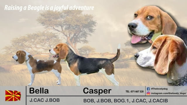 Женско Бигъл кученце Beagle, Vaccinated - Yes, Dewormed - Yes - city of Izvun Bulgaria | Dogs - снимка 11