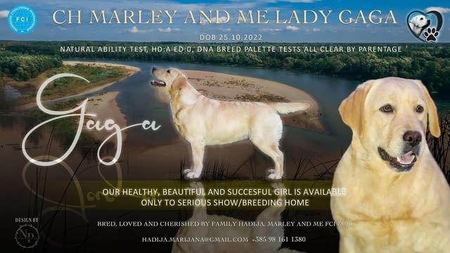 Женски лабрадор ретривър за продажба Labrador Retriever, Vaccinated - Yes, Dewormed - Yes - city of Izvun Bulgaria | Dogs - снимка 1