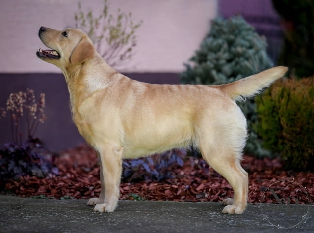 Женски лабрадор ретривър за продажба Labrador Retriever, Vaccinated - Yes, Dewormed - Yes - city of Izvun Bulgaria | Dogs - снимка 2