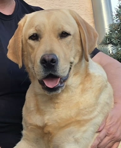 Женски лабрадор ретривър за продажба Labrador Retriever, Vaccinated - Yes, Dewormed - Yes - city of Izvun Bulgaria | Dogs - снимка 3