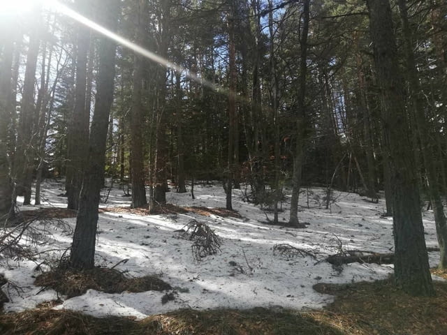 Парцел хижа Здравец до хижа Металик 100метра лице 5600 m2 - village Galabovo | Land - снимка 2