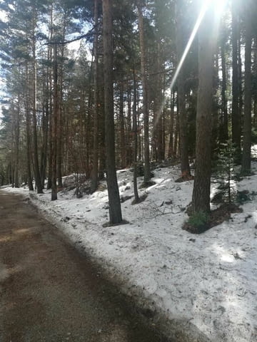 Парцел хижа Здравец до хижа Металик 100метра лице 5600 m2 - village Galabovo | Land - снимка 3