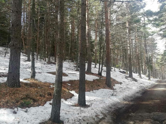 Парцел хижа Здравец до хижа Металик 100метра лице 5600 m2 - village Galabovo | Land - снимка 7