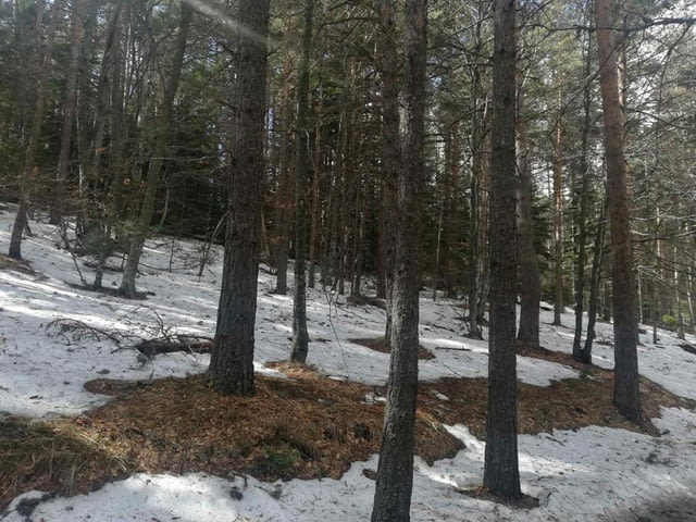 Парцел хижа Здравец до хижа Металик 100метра лице 5600 m2 - village Galabovo | Land - снимка 9