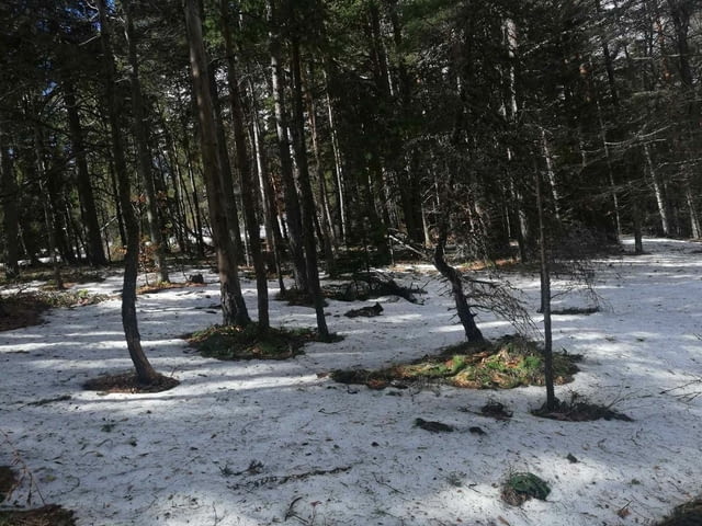 Парцел хижа Здравец до хижа Металик 100метра лице 5600 m2 - village Galabovo | Land - снимка 11