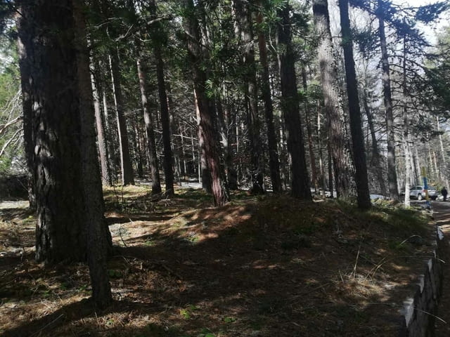 Парцел хижа Здравец до хижа Металик 100метра лице 5600 m2 - village Galabovo | Land - снимка 12