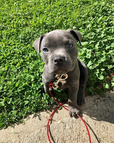 Питбул кученца American Pit Bull Terrier, Dewormed - Yes - village Botеvo | Dogs - снимка 2