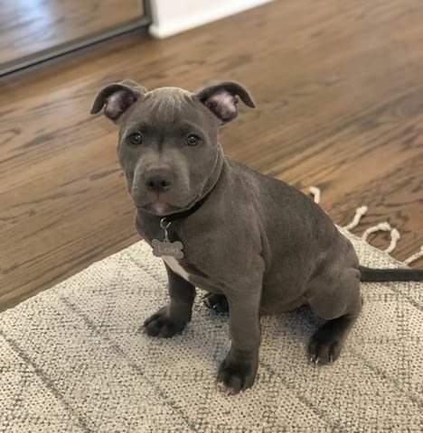 Питбул кученца American Pit Bull Terrier, Dewormed - Yes - village Botеvo | Dogs - снимка 4