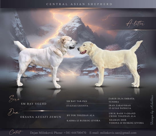 Средноазиатско овчарско куче – кученца Kale (Asian Shepherd), Vaccinated - Yes, Dewormed - Yes - city of Izvun Bulgaria | Dogs - снимка 1